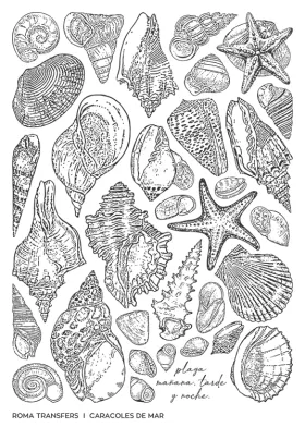 Caracoles de mar